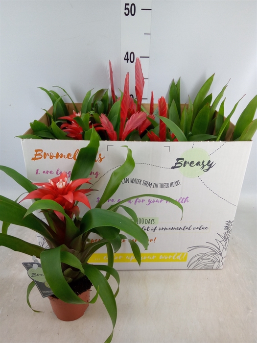 <h4>Bromelia   ...mix</h4>