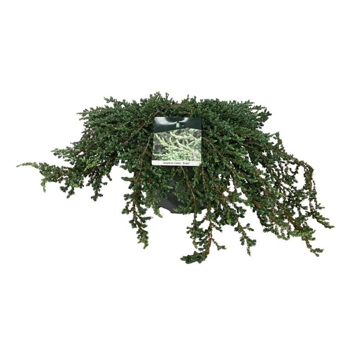 <h4>Juniperus comm. 'Ristol'</h4>