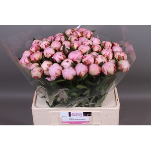 Paeonia Sarah Bernhardt | XXL