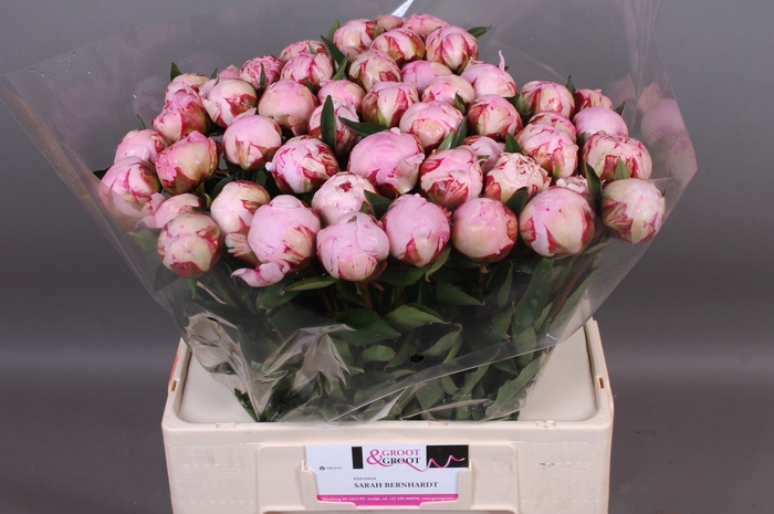 <h4>Paeonia Sarah Bernhardt | XXL</h4>