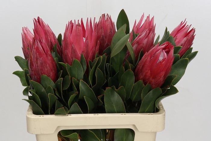 <h4>PROTEA CY MADIBA</h4>