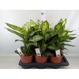 Dieffenbachia  'Sublime'