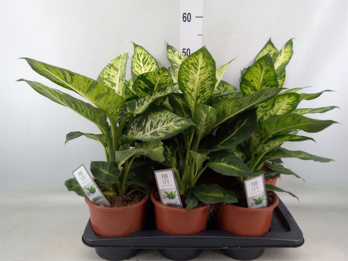 <h4>Dieffenbachia  'Sublime'</h4>