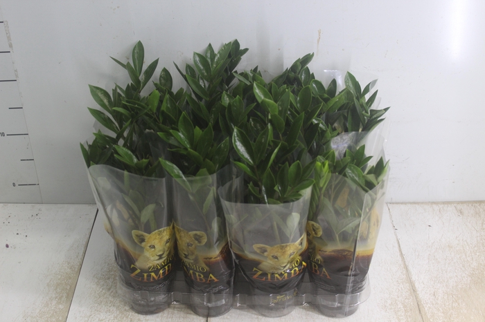 <h4>ZAMIOCULCAS P09</h4>