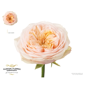 Rosa Garden Shiver