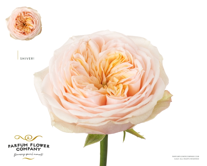 <h4>Rosa Garden Shiver</h4>