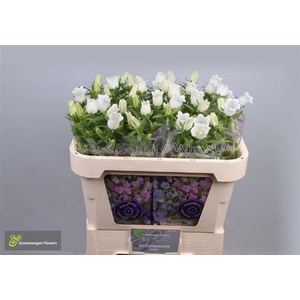 Camp M Champion Whit