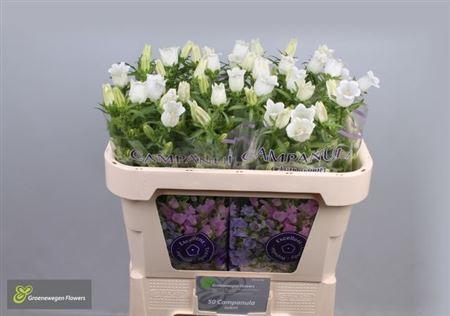 <h4>Camp M Champion Whit</h4>