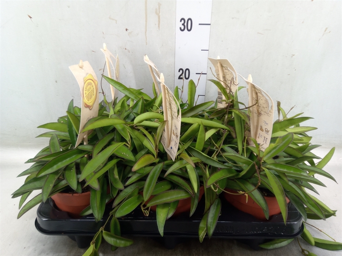 <h4>Hoya wayetii</h4>