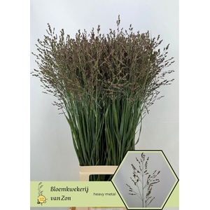 Panicum Heavy Metal Frank Zon