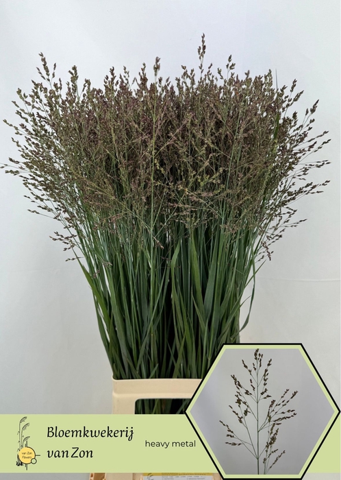 <h4>Panicum Heavy Metal Frank Zon</h4>