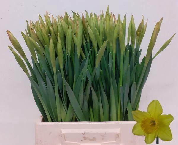 <h4>NARC G CARLTON</h4>