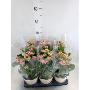 Kalanchoe  'RoseFlow Graceful Pink'