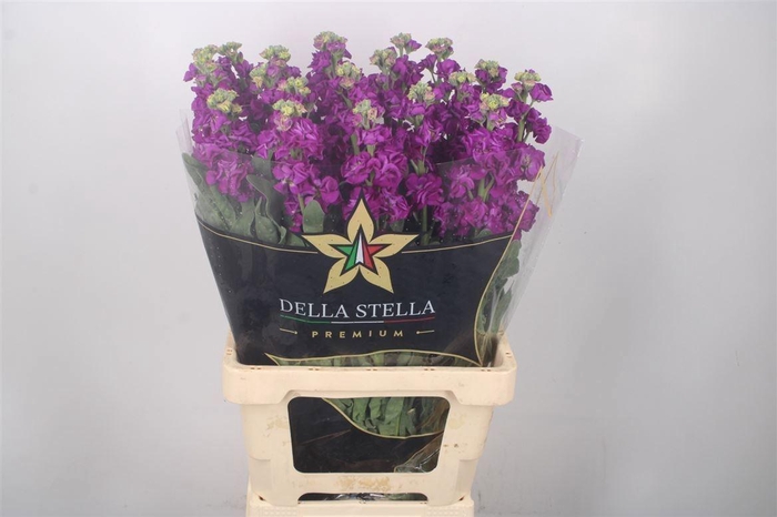 <h4>MATTH IRON PURPLE</h4>