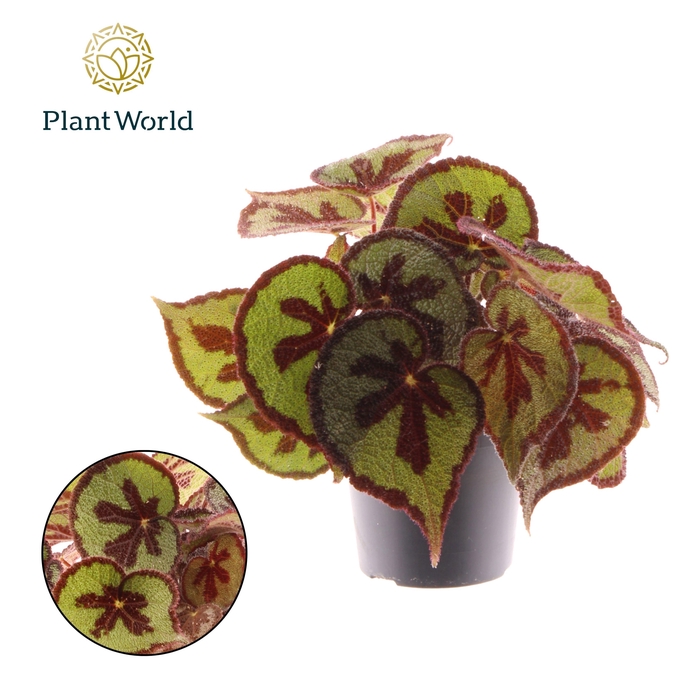 <h4>Begonia Masoniana Mountain</h4>