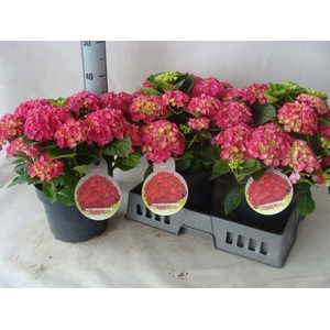 Hydrangea mac.   ...
