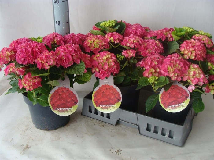 <h4>Hydrangea mac.   ...</h4>