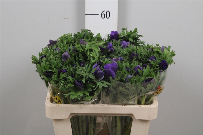 <h4>Anem Co Galil Blauw</h4>