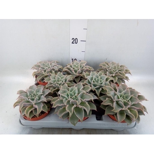 Echeveria   ...