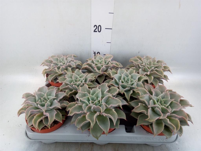 <h4>Echeveria   ...</h4>