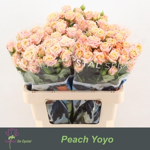 R TR PEACH YO-YO