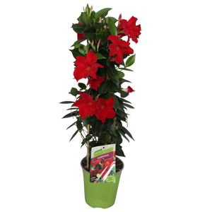 Pyramide 19cm Sundaville Red