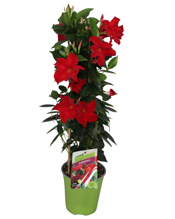 <h4>Pyramide 19cm Sundaville Red</h4>