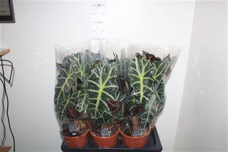 <h4>Aloc Polly 2pp</h4>