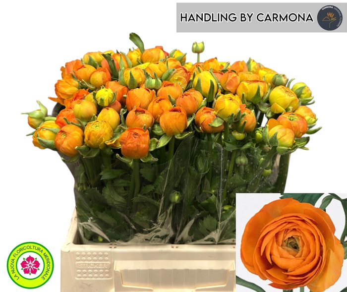 <h4>RAN EL ORANGE</h4>