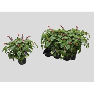 SALVIA  LAKE FLAMING