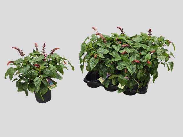 <h4>SALVIA LAKE FLAMING</h4>