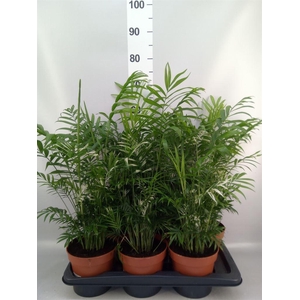 Chamaedorea elegans