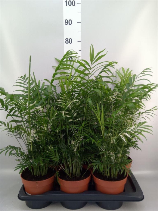 <h4>Chamaedorea elegans</h4>