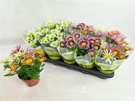 <h4>Chrys Splash Gem 3pp</h4>