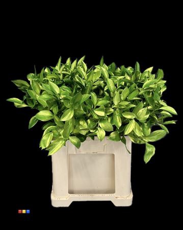 <h4>Ruscus Metallic Olive</h4>