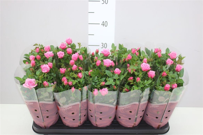 <h4>Rosa Star Pink</h4>