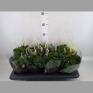Peperomia caperata 'Lilian'