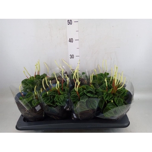 Peperomia caperata 'Lilian'