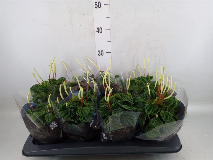 <h4>Peperomia caperata 'Lilian'</h4>
