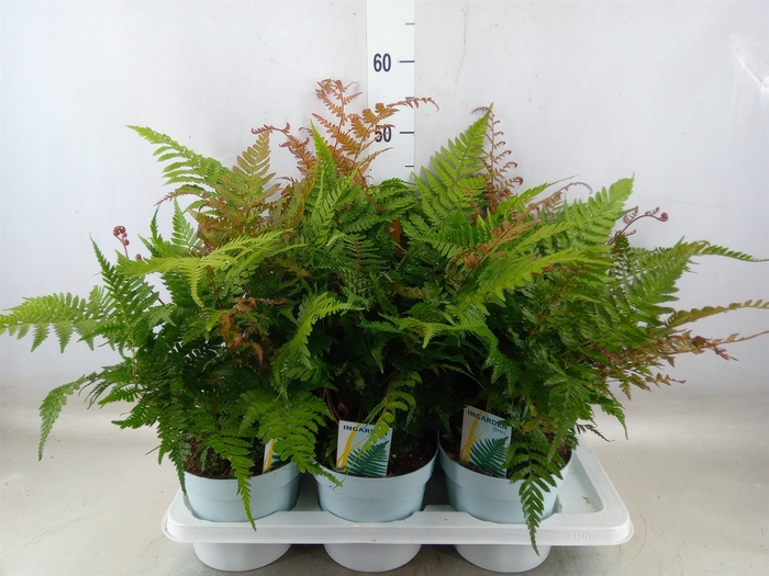 <h4>Dryopteris erythrosora</h4>