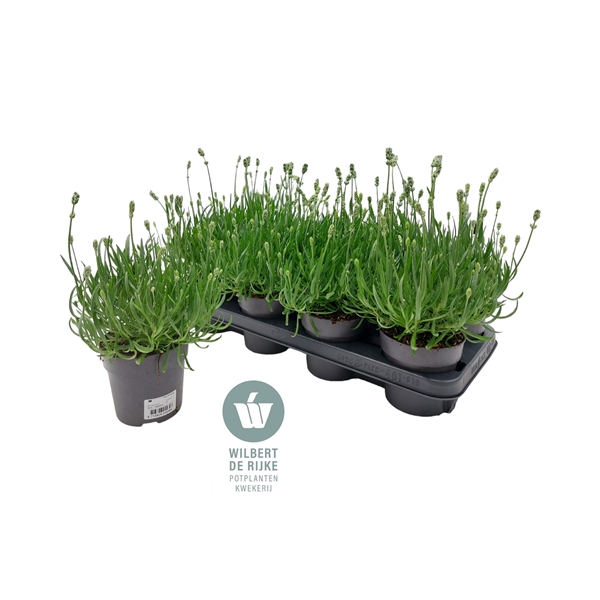 <h4>Lavendel angustifolia Aromance White Lavandula</h4>