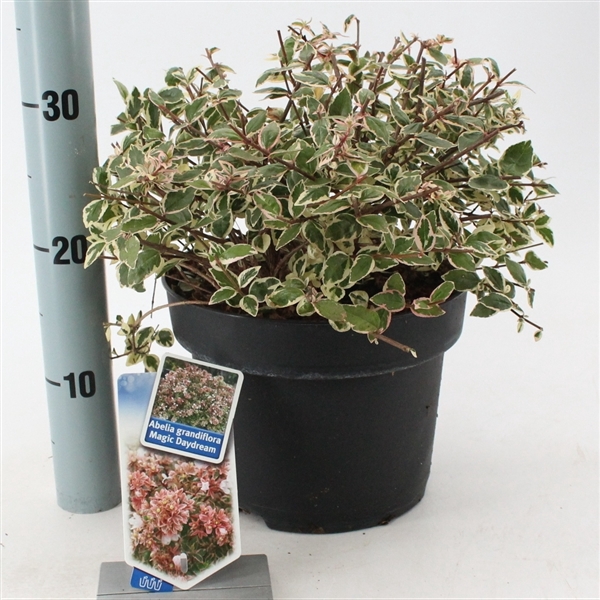 <h4>Abelia grandiflora 'Magic Daydream'</h4>