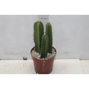 CACTUS EUPHORBIA MANDACARU P17