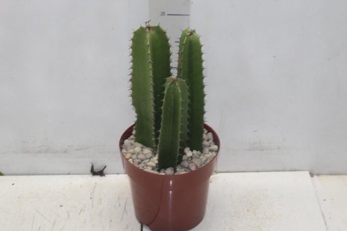 <h4>CACTUS EUPHORBIA MANDACARU P17</h4>