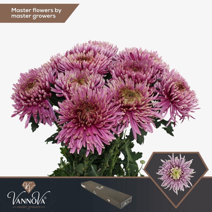 <h4>CHRYSANTHEMUM PL 'BALTAZAR INTENSE'</h4>