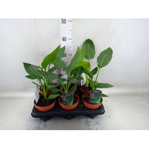 Strelitzia reg.   ...no flowers