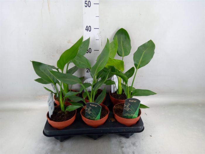 <h4>Strelitzia reg.   ...no flowers</h4>