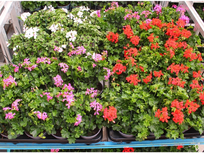 <h4>PEL PELT MIXK</h4>