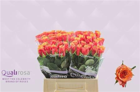 <h4>R GR ESPANA@</h4>