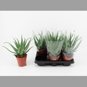 ALOE ARBORESCENS